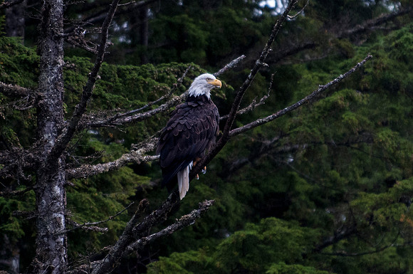 Eagle and Totem Tour-26