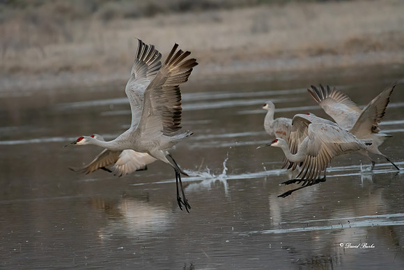Bosque del Apache 2019-46b