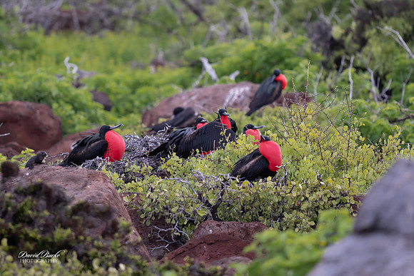 Galapagos Islands 2025-76