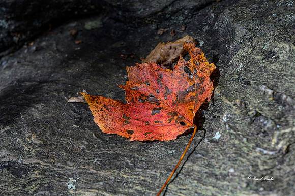 Fall Color 2019-36