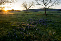 Bluebonnets - Ennis 2014-16