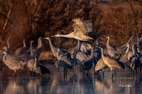 Bosque del Apache