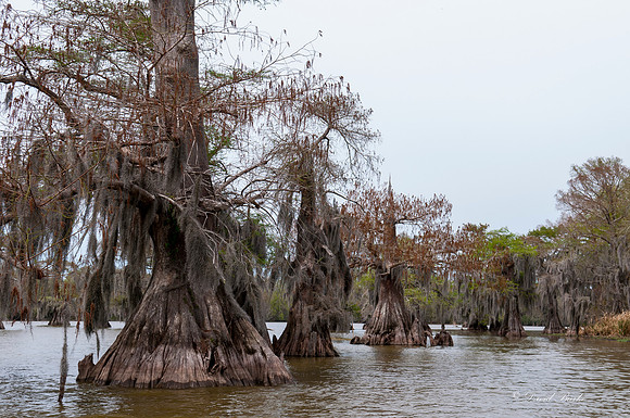 Swamp -81