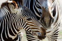 Fossil Rim-27