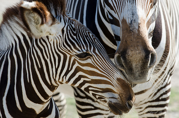 Fossil Rim-27