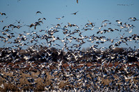 Bosque del Apache 2019-8