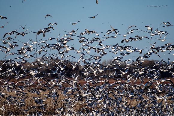 Bosque del Apache 2019-8