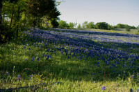 Bluebonnets - Ennis 2014-62