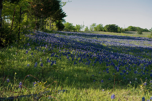 Bluebonnets - Ennis 2014-62