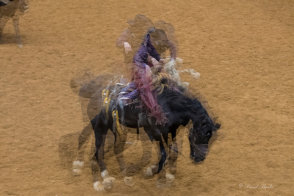 Stock Show 2018-32