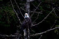 Eagle and Totem Tour-22