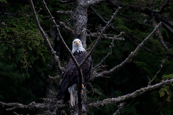 Eagle and Totem Tour-22
