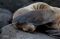 Galapagos Islands 2025-71-Edit