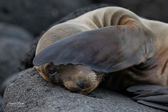 Galapagos Islands 2025-71-Edit
