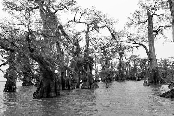 Swamp -42