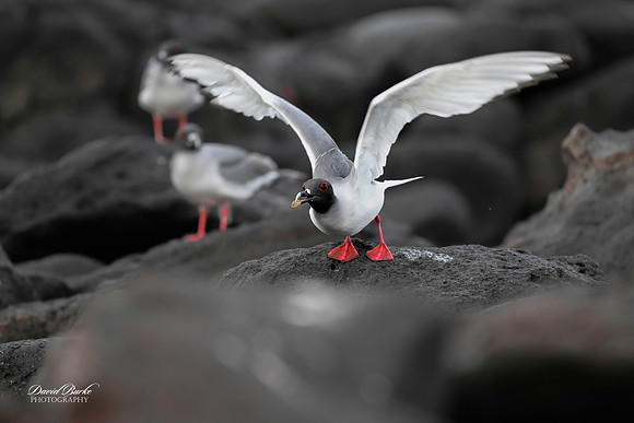 Galapagos Islands 2025-29-Edit