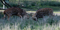 Fossil Rim-72