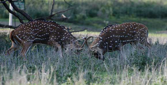 Fossil Rim-72