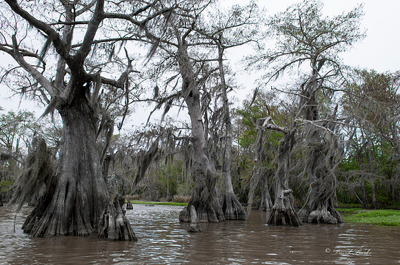 Swamp -46