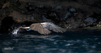 Galapagos Islands