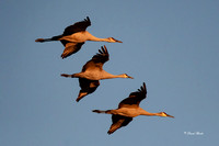 Bosque del Apache 2019-22