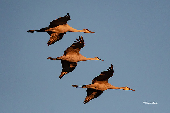 Bosque del Apache 2019-22