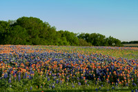 Bluebonnets - Ennis 2014-36