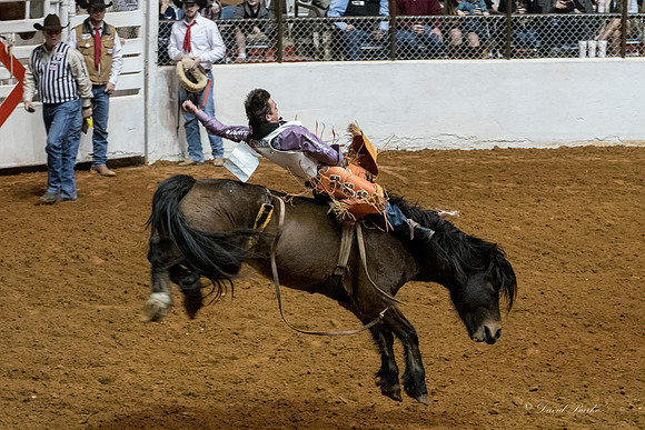 Stock Show 1-27-17-9