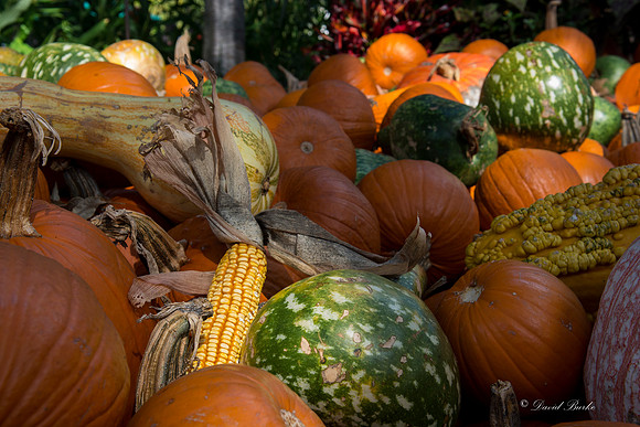 Arboretum 10-18-14-30