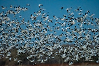 Bosque del Apache 2019-26
