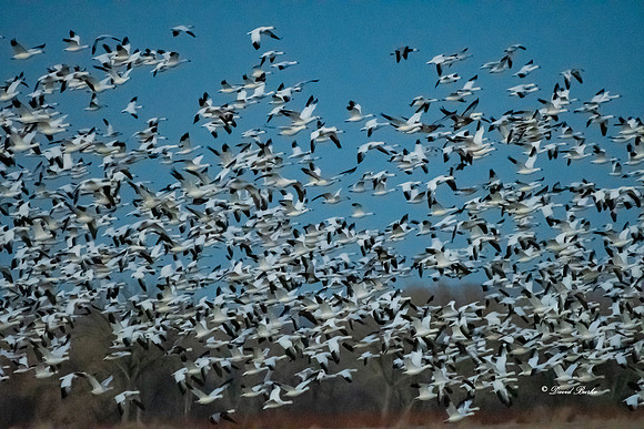 Bosque del Apache 2019-26