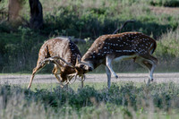 Fossil Rim-67