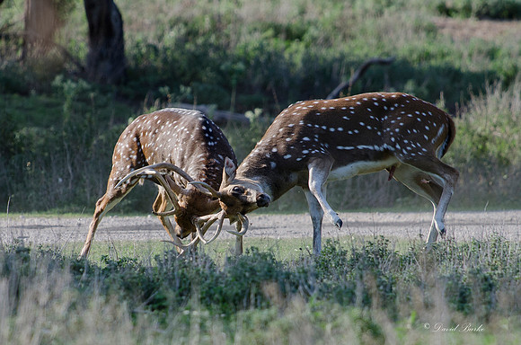 Fossil Rim-67