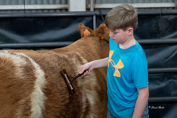 Stock Show 2019-14