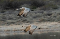 Bosque del Apache 2019-43