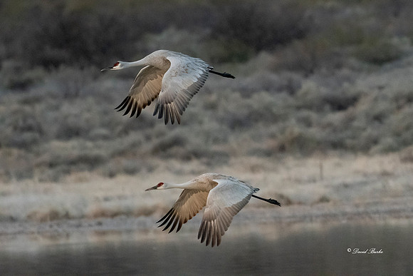 Bosque del Apache 2019-43