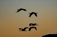 Bosque del Apache 2019-24