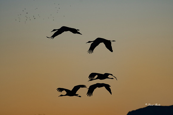 Bosque del Apache 2019-24