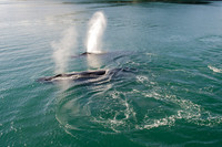 Whale Watching-48