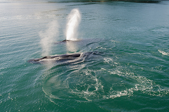 Whale Watching-48