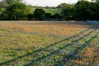 Bluebonnets - Ennis 2014-34