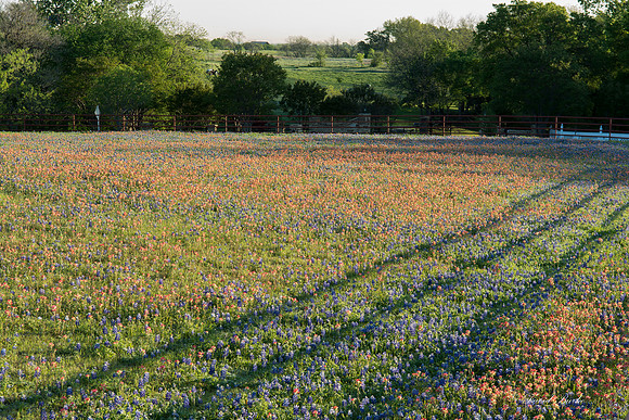 Bluebonnets - Ennis 2014-34