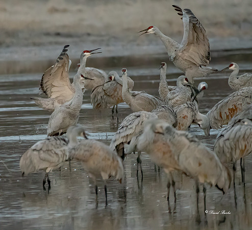 Bosque del Apache 2019-45b