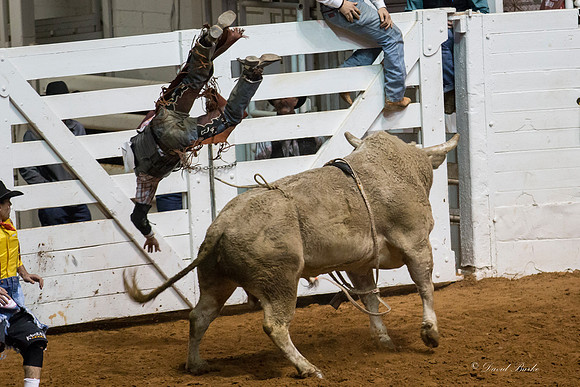 Stock Show 1-30-15-124
