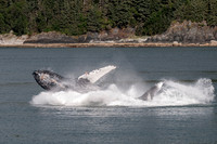 Whale Watching-11