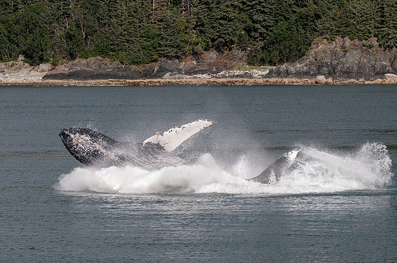 Whale Watching-11