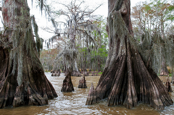 Swamp -66