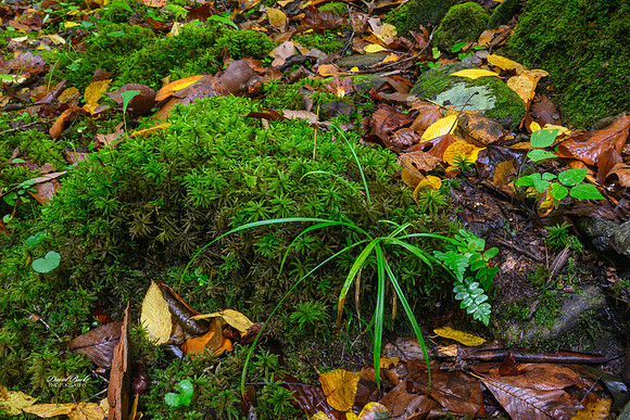 GSMNP 2024-57