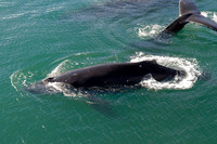 Whale Watching-46