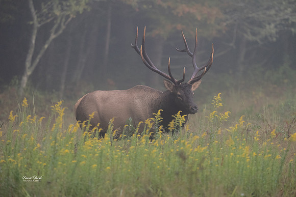 GSMNP 2024-144